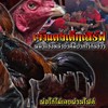 ซุ้มเจตแพร่(พม่ามีดบินพม่าแข้งหน้า)หน้าหงอนหน้าคางอึดอัดมีชิ่ง
