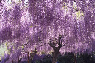 関東にもある 鬼滅の刃 聖地 スポット