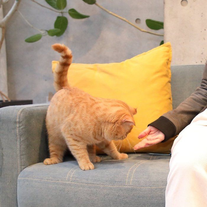 ヒマラヤンってどんな猫？ 歴史や特徴を解説！ 画像も♪