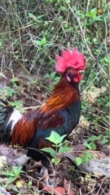 คนรักไก่ตั้งไก่ต่อจังหวัดเลย