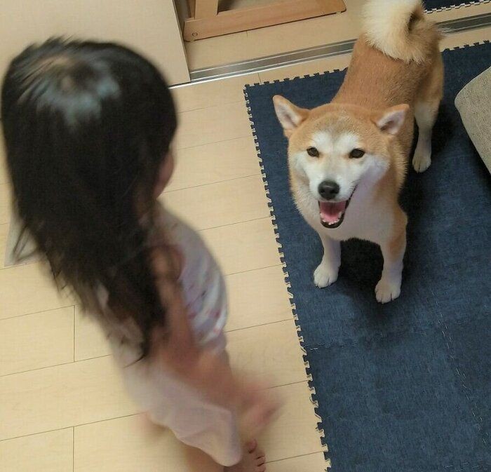 捕まえ遊び ヒラリとかわす柴犬タロさんの余裕っぷり