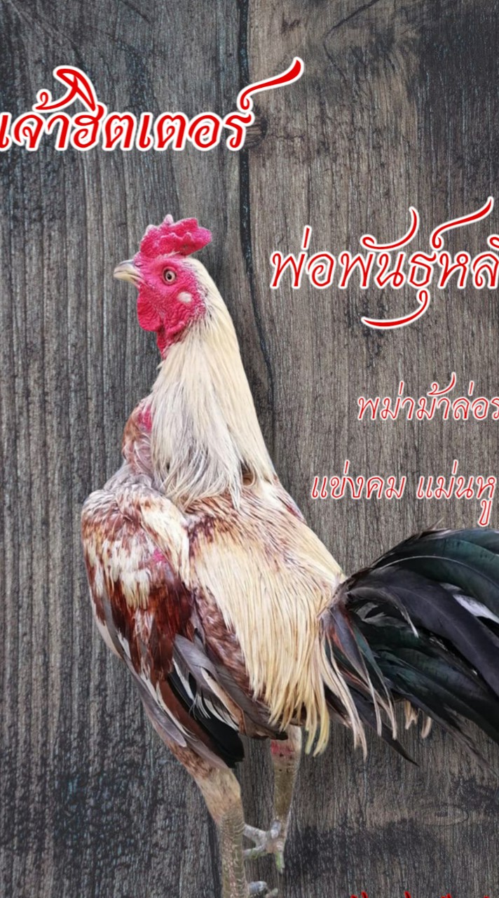 ซุ้มยอดพยัคฆ์ลำปาง (พม่าเมืองเหนือ)