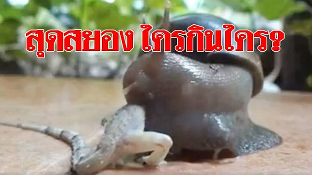 อาหารค่ำสุดสะพรึง! หอยทากเขมือบจิ้งจก ค่อยๆเคี้ยวอย่างช้าๆ คนงงไหนว่า ...