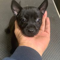 台灣犬平價區