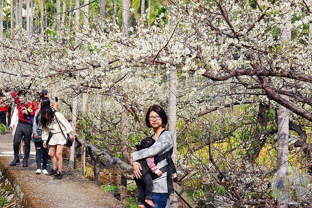 台中新社梅花秘境
