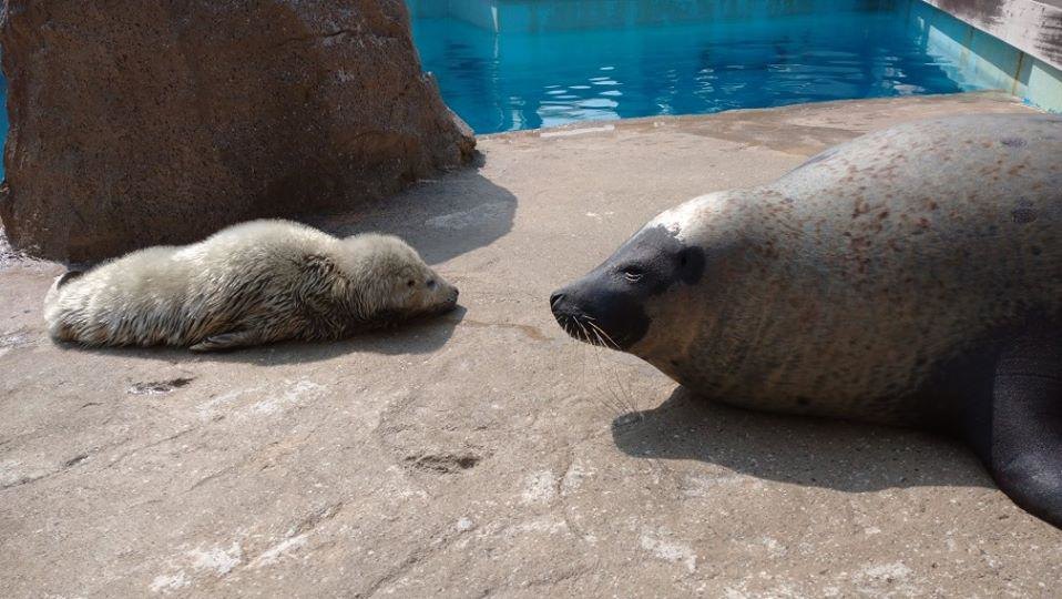 かわいさの極み 休館中のマリンワールド海の中道にアザラシの赤ちゃんが誕生