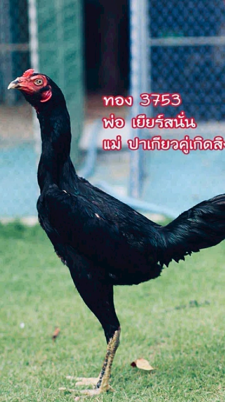 คลองใหม่ฟาร์ม จะ.ปัตตานี