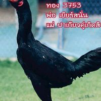 คลองใหม่ฟาร์ม จะ.ปัตตานี