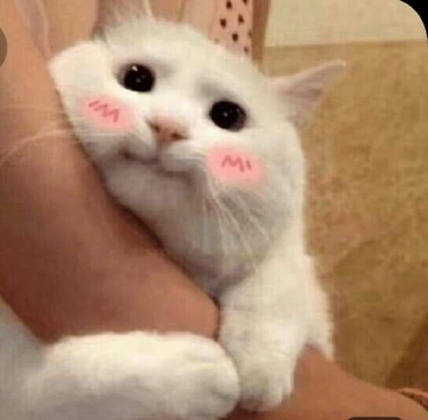 We love all pet