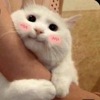 We love all pet