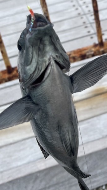【神奈川県】横浜釣師倶楽部