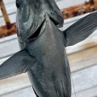 【神奈川県】横浜釣師倶楽部