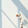 ๛ 玥 影 仙 閣˙⋆.˚