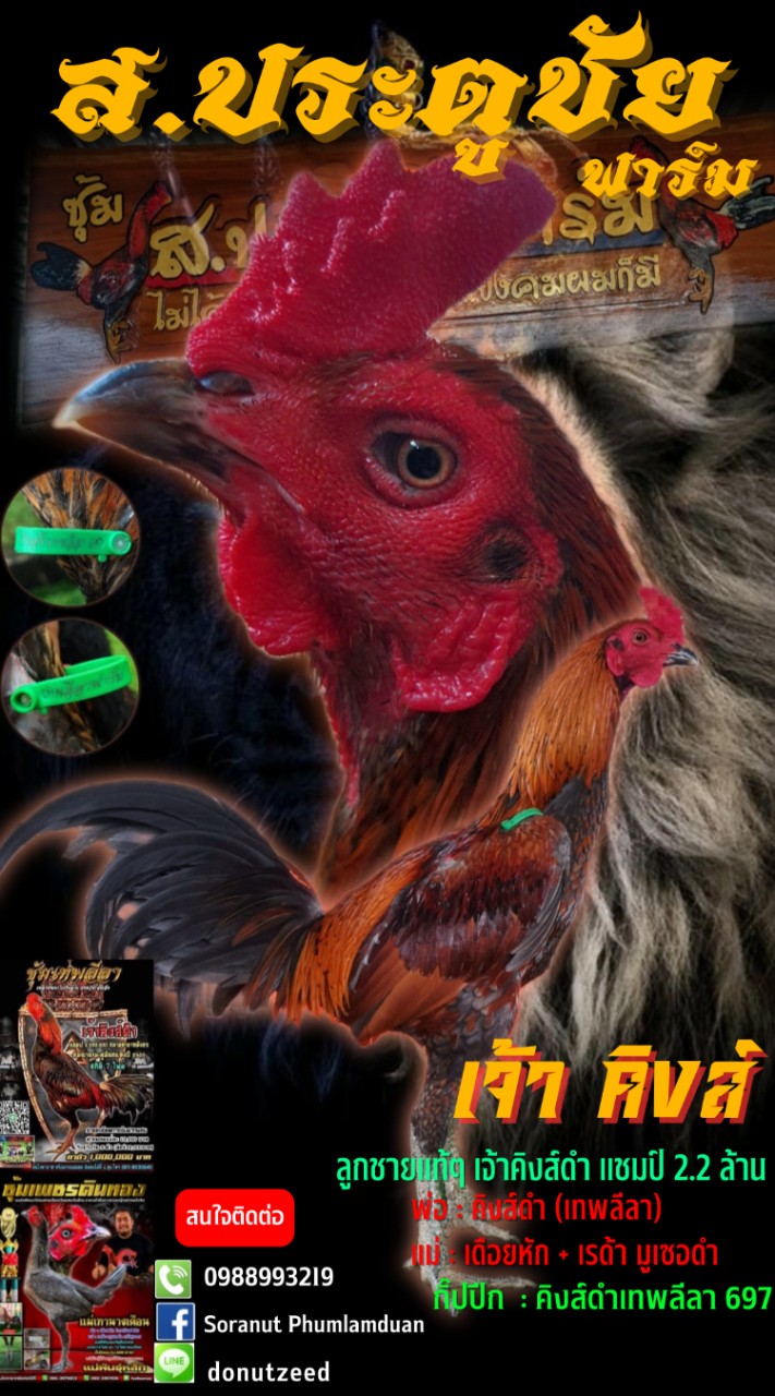 🏆🐓 ส.ประตูชัย ฟาร์ม 🐓🏆
