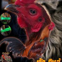 🏆🐓 ส.ประตูชัย ฟาร์ม 🐓🏆