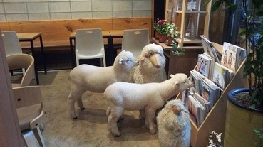 萌翻！韓國「羊咩咩」咖啡廳讓少女們崩潰啦！