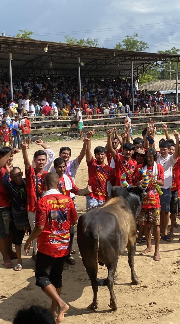 มิตรภาพวัวชนทั่วประเทศ