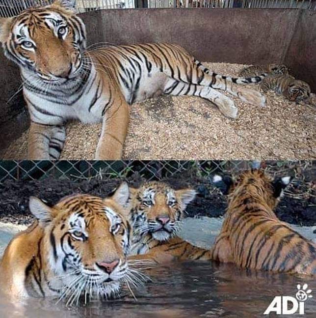 80 Gambar Hewan Sebelum Diwarnai Gratis Terbaik