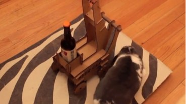 這名主人為他的寵物兔子做了一台推車 結果兔子的反應讓所有人都大喊這個設計「太天才啦！」