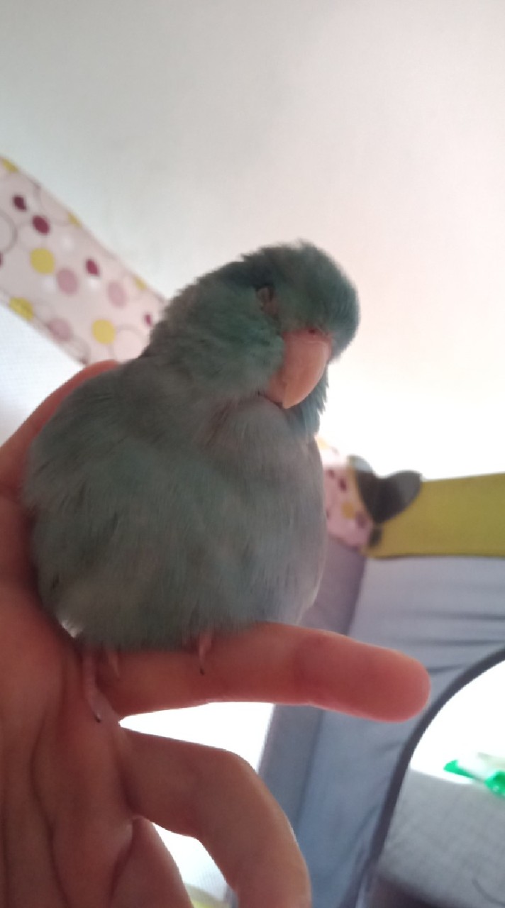 คนรักนกฟอพัส,คนรักนกแก้วทุกชนิด🦜🐦🕊️