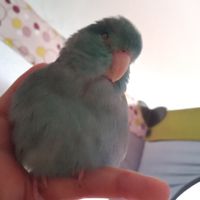 คนรักนกฟอพัส,คนรักนกแก้วทุกชนิด🦜🐦🕊️