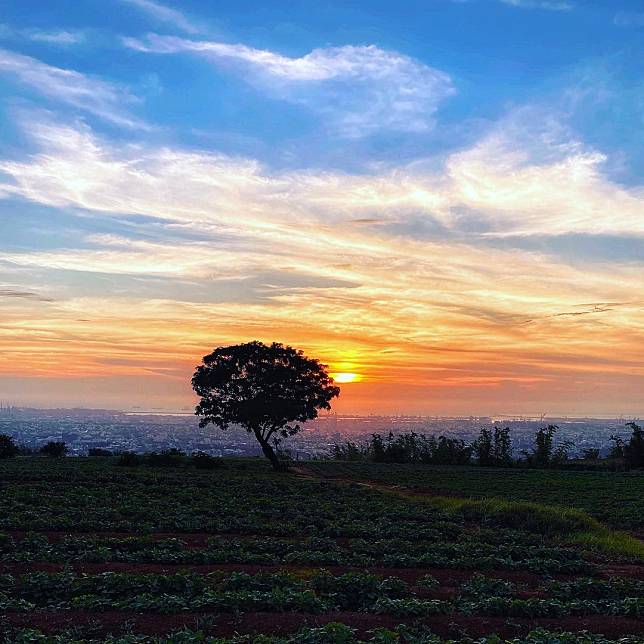 ▲台中九天夕陽之樹。(圖/IG @yaoziliang5206)