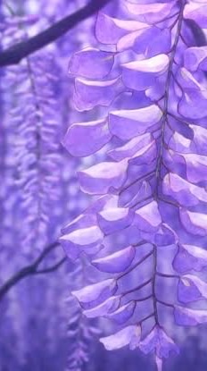鬼滅の刃￤也  ❃ ⸝⋆ ˎˊ˗　