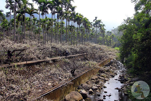 台中新社梅花秘境