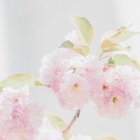 明るいほっこり妊活（1人目妊活限定）