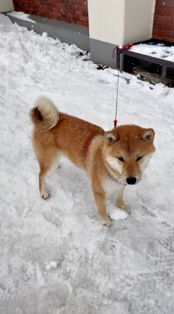亞洲最大線上滑雪討論區