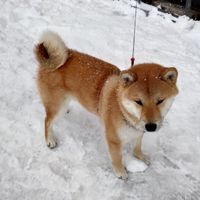 亞洲最大線上滑雪討論區