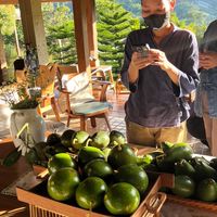 Avocado สดจากสวน