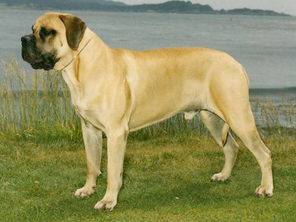 6 Fakta Menakjubkan English Mastiff Anjing Terbesar Di Dunia