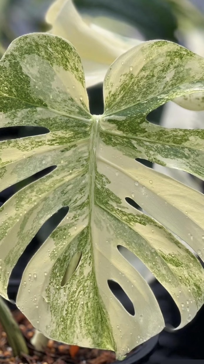 社區植物店