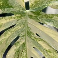 社區植物店