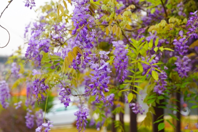 吉野櫻,沙鹿天元宮,沙鹿天元宮吉野櫻,賞櫻懶人包