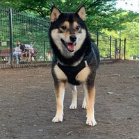 芝犬