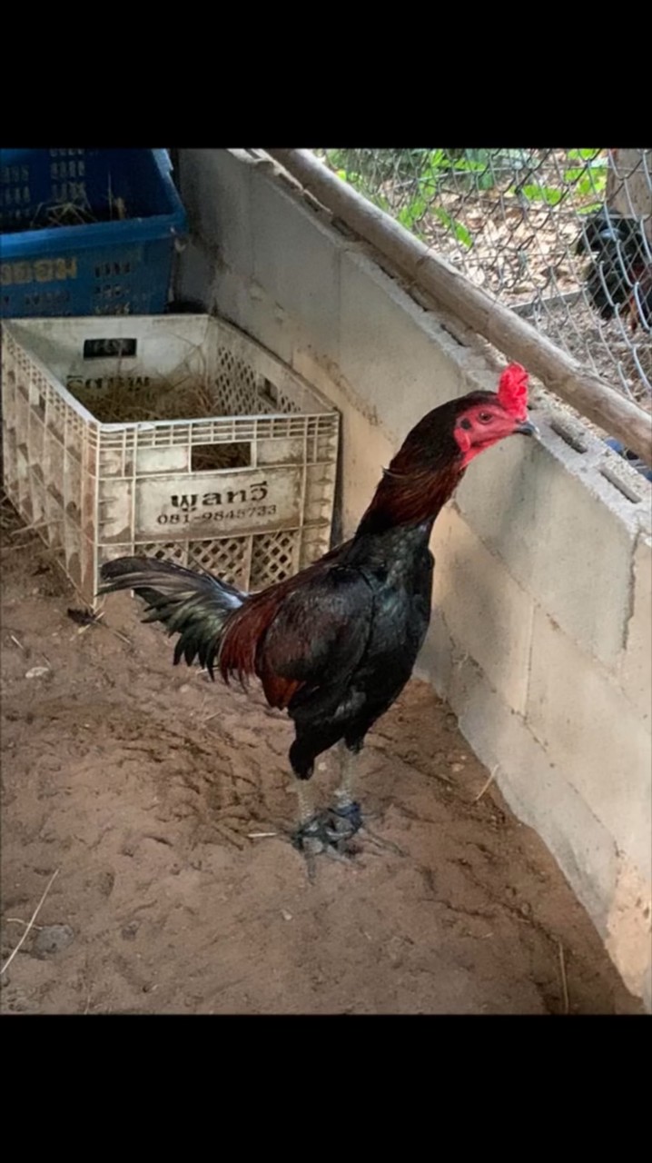SPP Farm พัฒนาไก่ชนพม่าสายเลือดเงินล้าน&โกวเซ้ม 🐓🐉