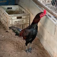 SPP Farm พัฒนาไก่ชนพม่าสายเลือดเงินล้าน&โกวเซ้ม 🐓🐉