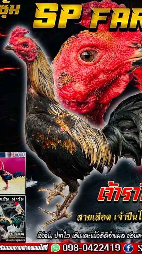 SP Farm ไก่ชนพม่าสายเลือดมังกร🐓🐉🐲