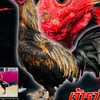 SP Farm ไก่ชนพม่าสายเลือดมังกร🐓🐉🐲