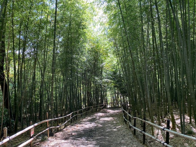 【天白区】地域憩いの「天白公園」。気になる階段を上がってみたら、極上のトレランコースを発見！（土庄雄平「名古屋深掘りチャンネル」）