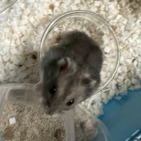 倉鼠寶寶群