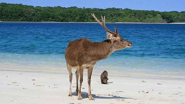 20 Flora Dan Fauna Langka Asli Indonesia Beserta