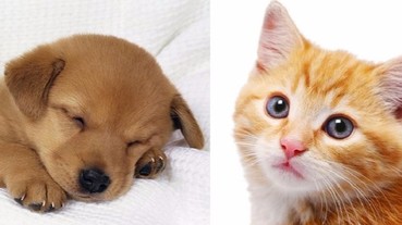 貓貓和狗狗到底誰比較愛主人？實驗後答案竟然差五倍…