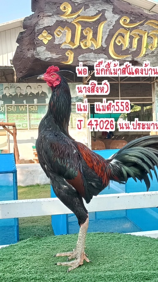 ๗ ราชันย์เชียงราย