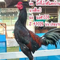 ๗ ราชันย์เชียงราย