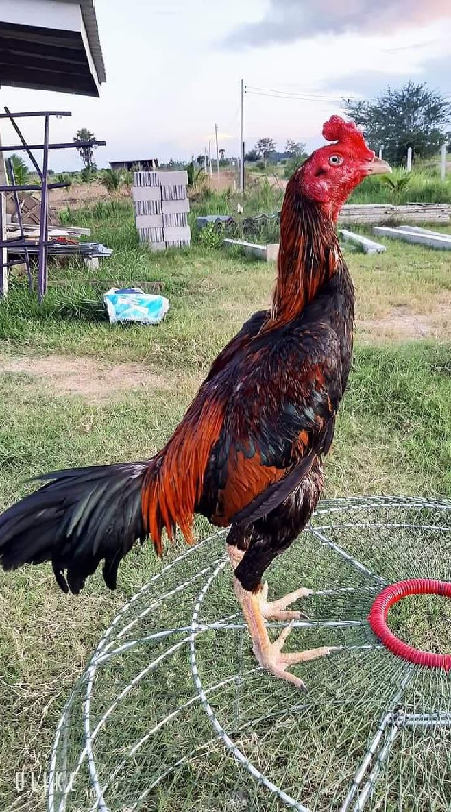ขออนุณาติแอด เปิดแบ่งไก่หนุ่มคัดผ่าน ไก่พร้อมชน ไก่ผ่านไฟล์มาแล้ว