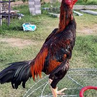 ขออนุณาติแอด เปิดแบ่งไก่หนุ่มคัดผ่าน ไก่พร้อมชน ไก่ผ่านไฟล์มาแล้ว