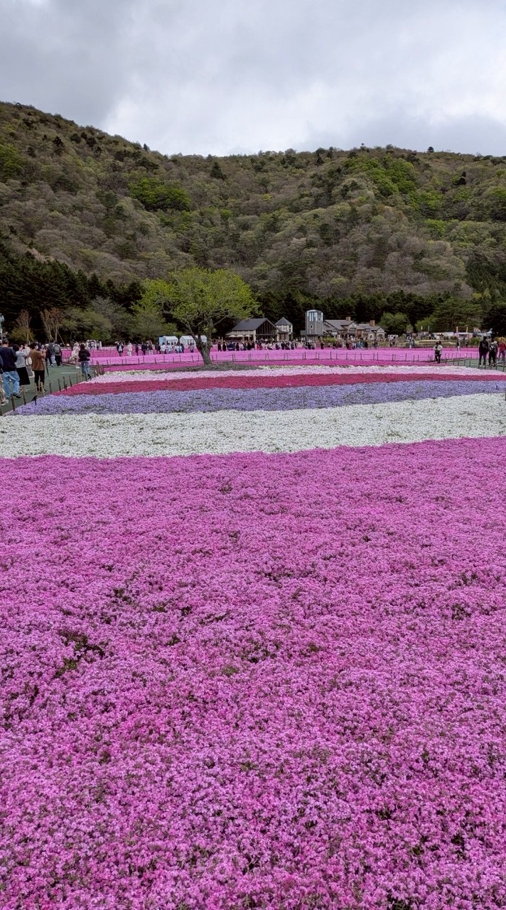 #桜の樹の下で